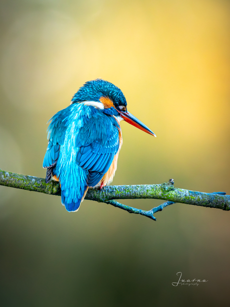 Ijsvogel