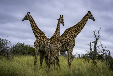 Giraffen trio