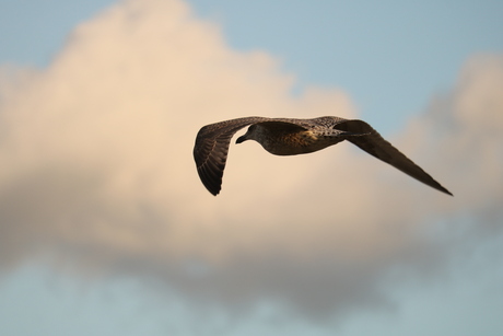 Zweven op de wind