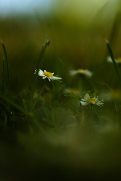 Natuur in de stad 