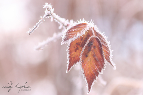 herfstkleur in de winter