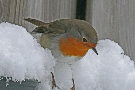 Op zoek naar voedsel.
