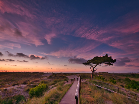 Lonely Tree