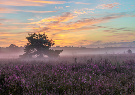 misty morning