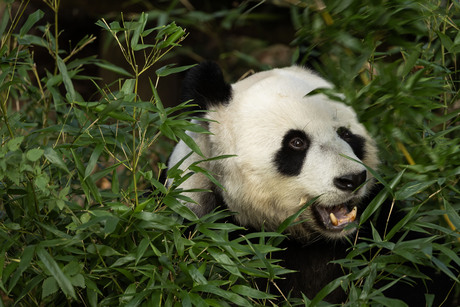 reuze Panda