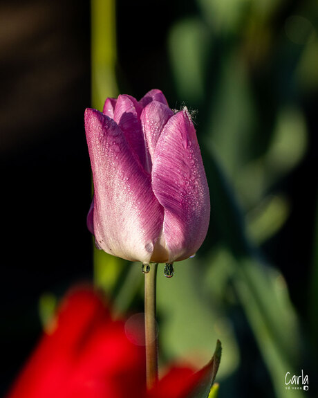 Tulp Close up 