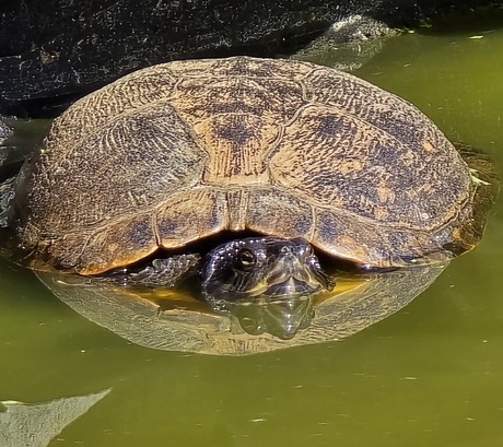 Schildpad in spiegelbeeld