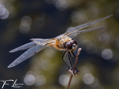 Summermacro