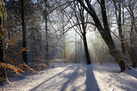 Zonneharpen in de winter