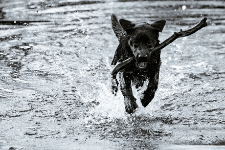 Energieke labrador puppy 