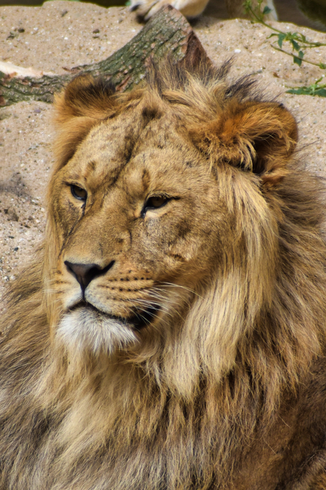 King of the Jungle