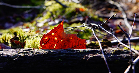 Het zonnetje komt door