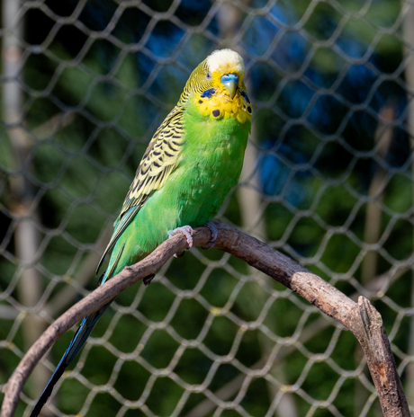 PairiDaiza