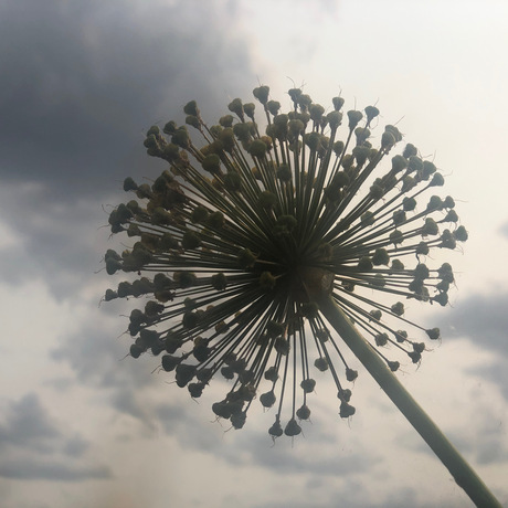 Creatief met planten