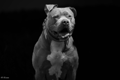 Roxy