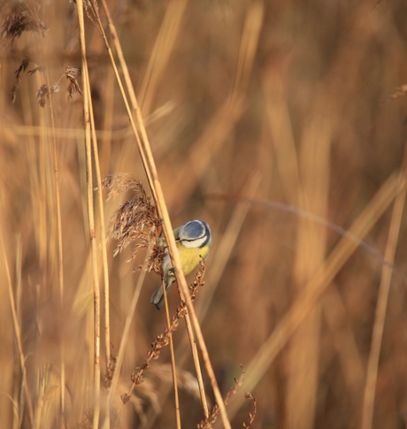 Vogels