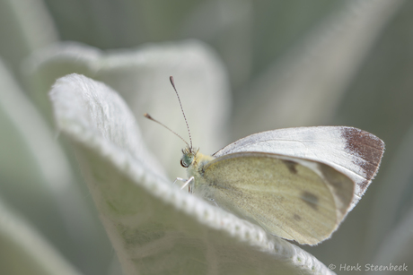 Scheefbloemwitje op ezelsoor