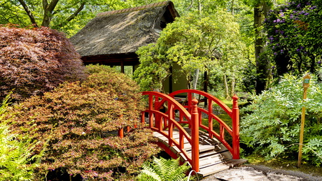 Japanse tuin -2-