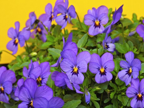 Weer volop viooltjes