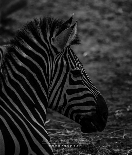 Zebra