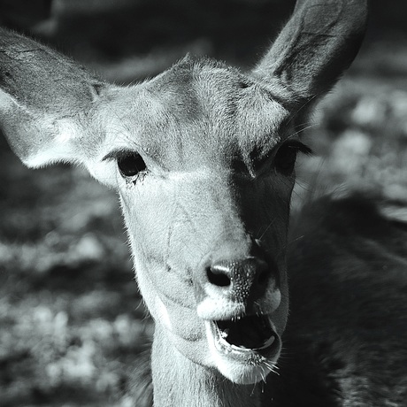 Kudu