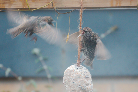 "Black Friday" for sparrows