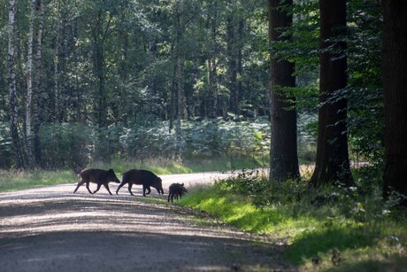 Fietstocht Veluwe.