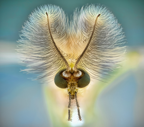 Dansmuggen (Chironomidae), ook wel vedermuggen genoemd