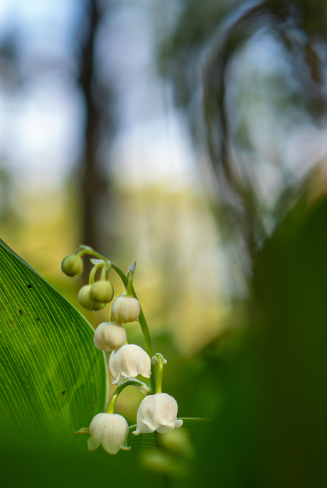 Meiklokje met ontluikende varen 