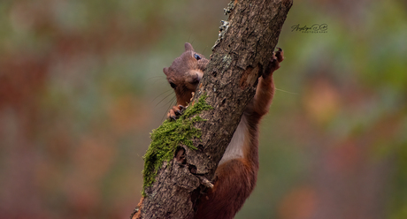 squirrel plays peek-a-boo