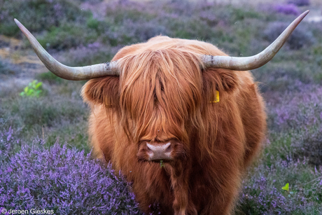 Schotse hooglander in het paars