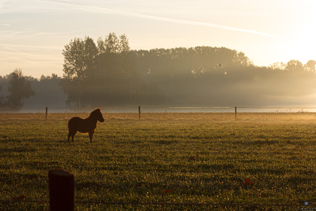 pony volgt het zonlicht.