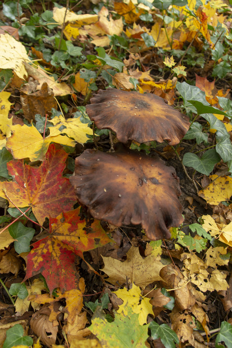 Paddenstoelen