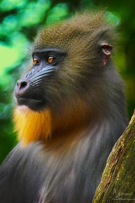 Mandril 