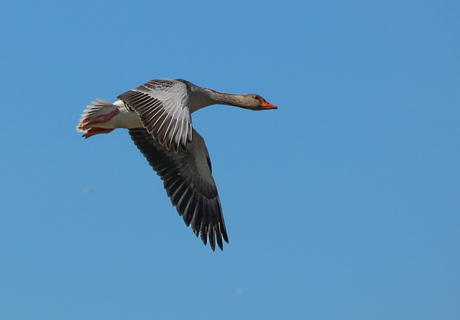 In vogelvlucht...