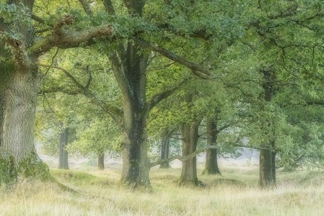 Green Forest