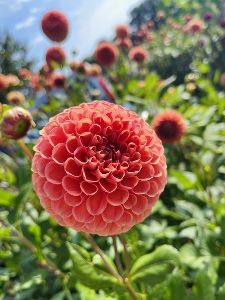 Dahlia