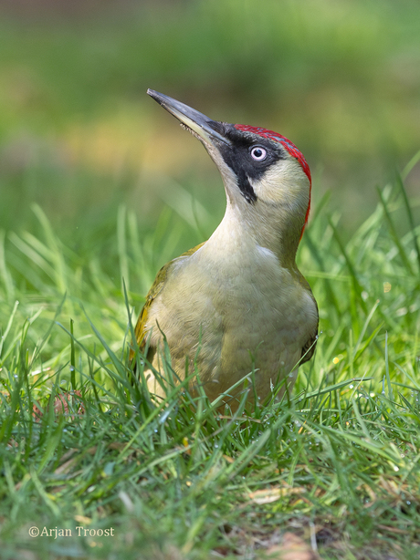 Groene specht, Green woodpecker, Picus viridis  