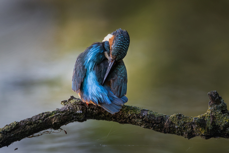 Poetsende IJsvogel 