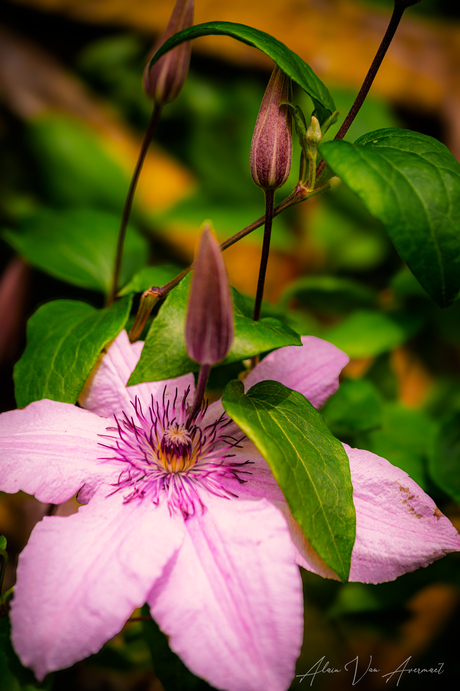 clematis I