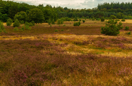 heideveld  gaat bloeien