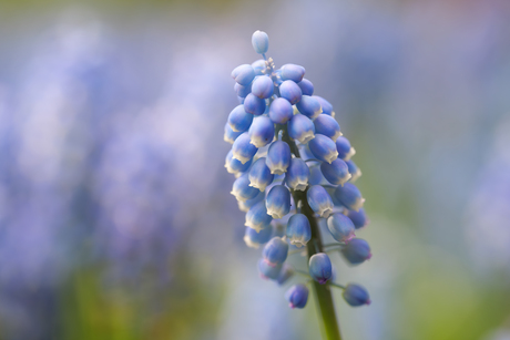 Blauw druifje