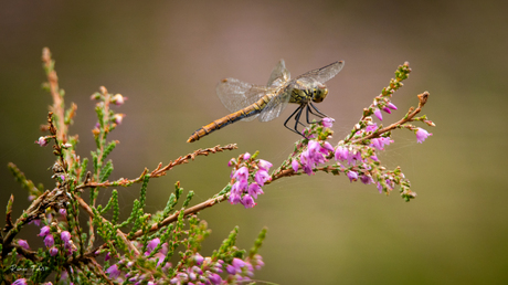 Libelle op heide takje