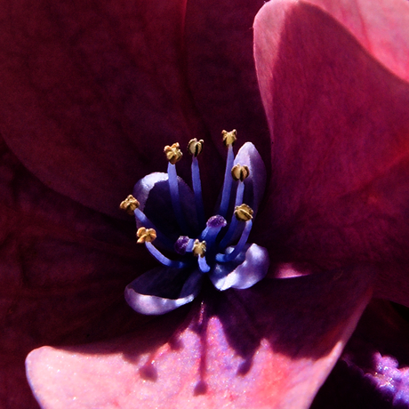 Hortensia bloempje