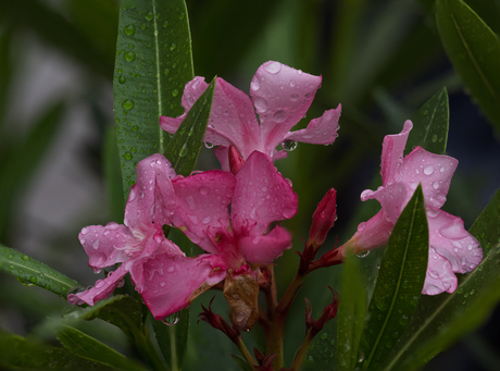 Oleander na de regen