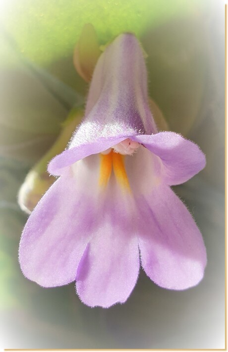 striptocarpus purple