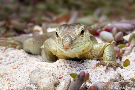 Nieuwsgierig vrouwtje renhagedis