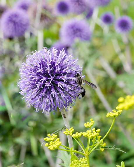 Mexicaanse zwartsteel