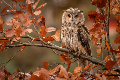 Ransuil tussen de herfstbladeren