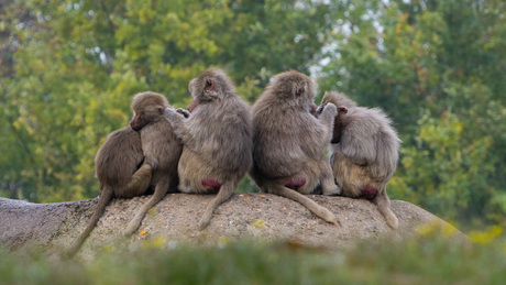 familiale bezigheid